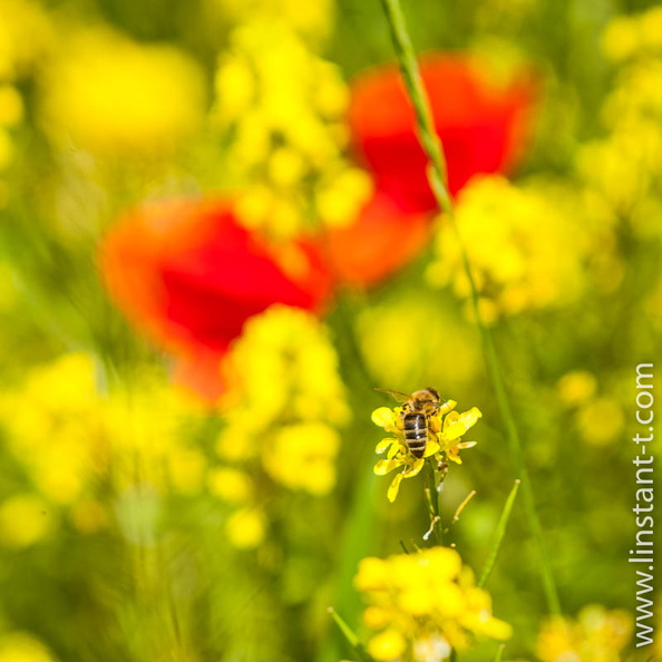 Une Abeille sur une fleur de Colza et des Coquelicots. Moutard-016.jpg