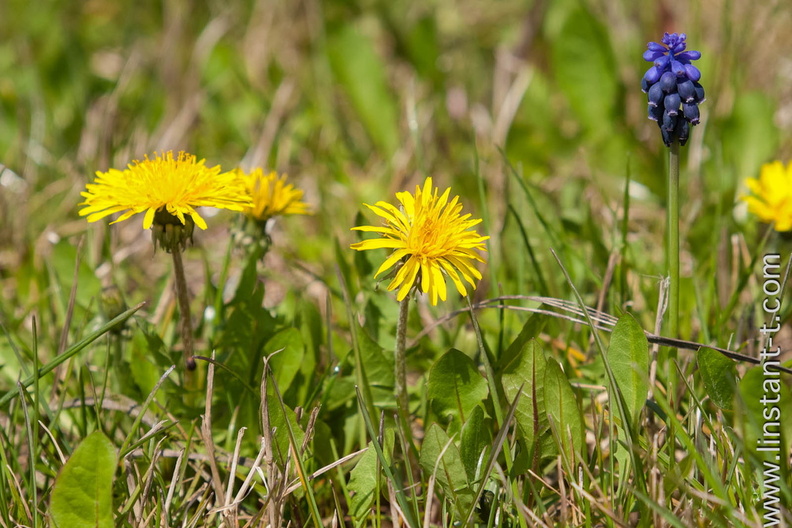 Un pied de Muscari en grappe (Muscari neglectum = M. atlanticum = M. racemosum) dans les champs et les vignes jusqu'à 1800m d'altitude. Au milieu des Pissenlits. Muscari-001.jpg