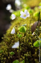 Oxalis-011