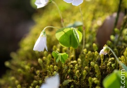 Oxalis-011