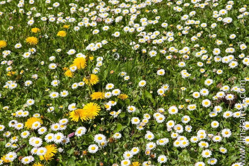 Des Pissenlits au milieu des Pâquerettes. Paquerette-001.jpg
