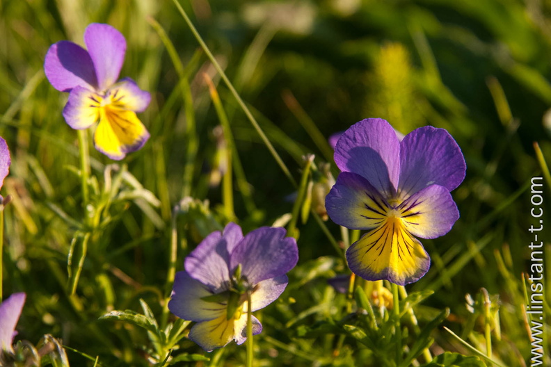 Pensées des Vosges (Viola lutea) au col du Calvaire (68) Pensee-002.jpg