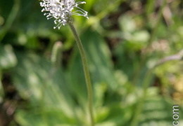 Plantain-005