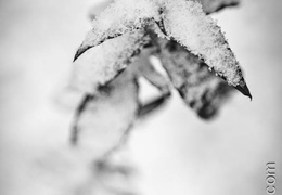 Plante-002