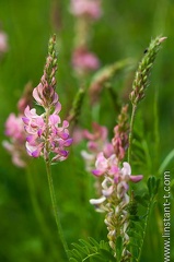 Sainfoin-003