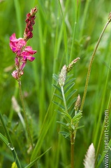 Sainfoin-005