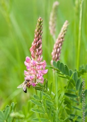 Sainfoin-007