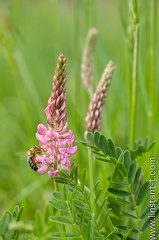 Sainfoin-010