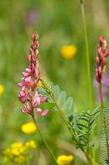 Sainfoin-011