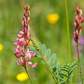 Sainfoin-011