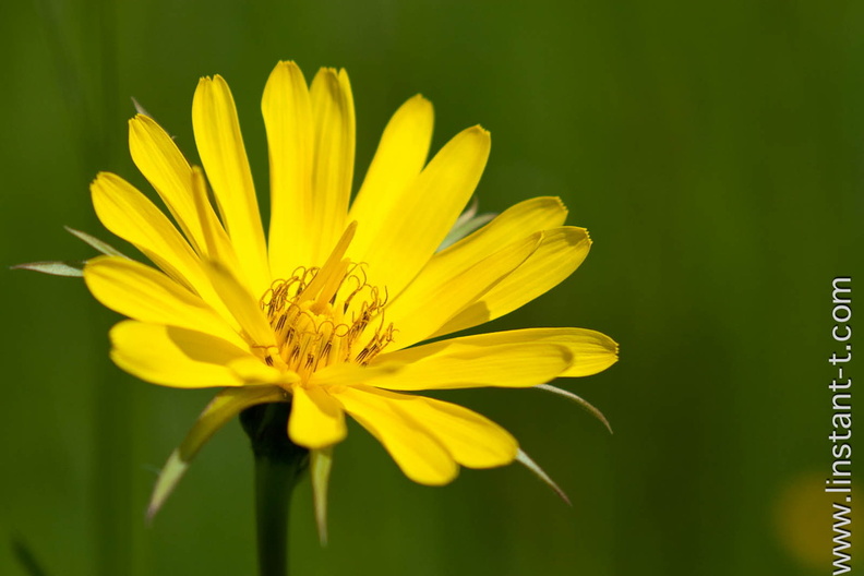 Le capitule d'un Salsifis sauvage (Tragopogon pratensis L.) isolé par une faible profondeur de champ.
Appelé parfois Barbe de bouc suivant l'origine grec du nom : tragos (bouc) et pôgon (barbe) en raison de la forme du capitule à maturité.
Tige florale glabre, ramifiée à branches raides de 30 à 60 cm . Les feuilles linéaires embrassent longuement la tige très feuillée. Grands capitules de 4 à 6 cm de diamètre, ne s'épanouissant que vers 8 h pour se refermer vers 11 à 14 h. Salsifis-03.jpg