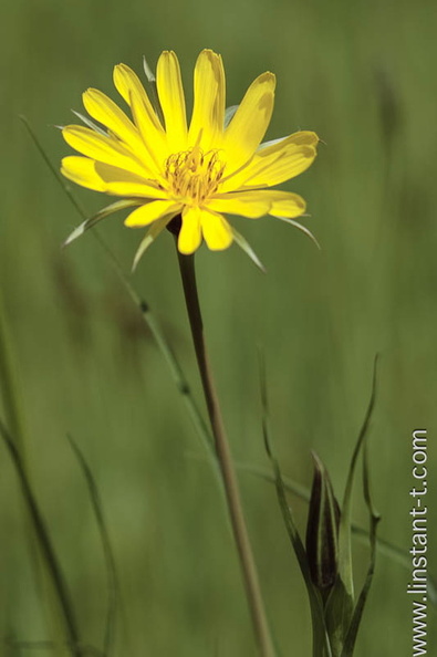 Le capitule d'un Salsifis sauvage (Tragopogon pratensis L.) isolé par une faible profondeur de champ.
Appelé parfois Barbe de bouc suivant l'origine grec du nom : tragos (bouc) et pôgon (barbe) en raison de la forme du capitule à maturité.
Tige florale glabre, ramifiée à branches raides de 30 à 60 cm . Les feuilles linéaires embrassent longuement la tige très feuillée. Grands capitules de 4 à 6 cm de diamètre, ne s'épanouissant que vers 8 h pour se refermer vers 11 à 14 h. Salsifis-07.jpg