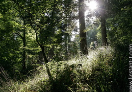 Foret-038