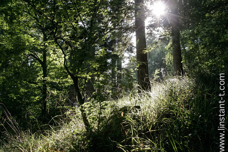 Le soleil traverse les frondaisons pour éclairer le sol herbeux d'une forêt Foret-038.jpg
