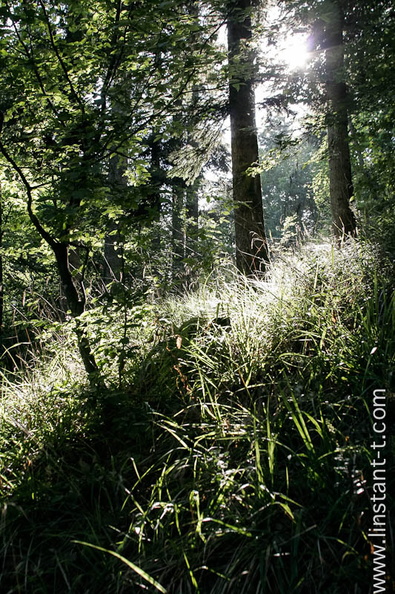 Foret-040 - Foret-040.jpg Foret-040.jpg
