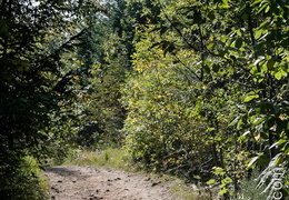 Foret-072