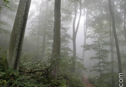 Foret-086