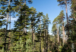 Foret-116