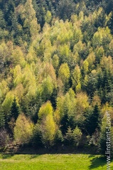Foret-121