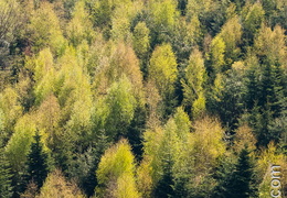 Foret-121