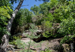 Foret-122