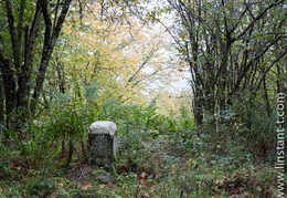 Foret-195