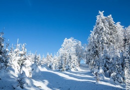 Foret-209