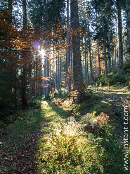 Les rayons du Soleil percent à travers les arbres Foret-237.jpg
