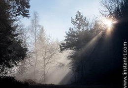 Foret-272