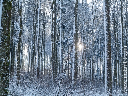 Forêt-299