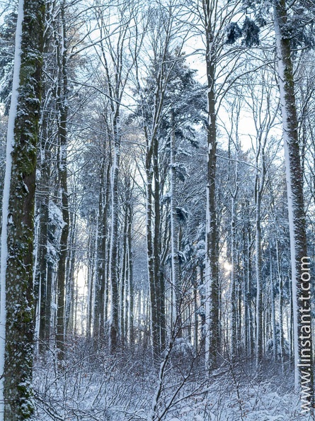 neige collée sur les troncs des arbres d'une forêt Foret-300.jpg