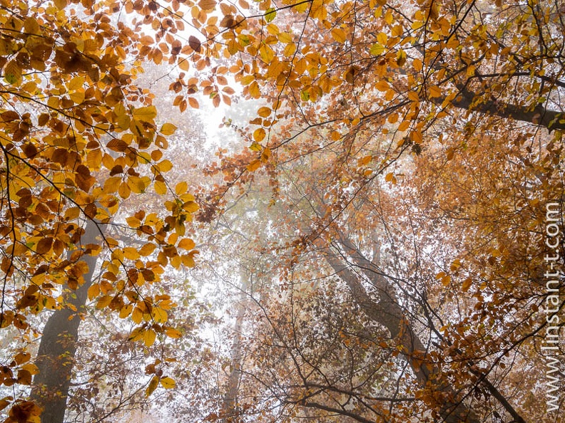 Lever les yeux vers la canopée d'une hêtraie dans la brume. Foret-305.jpg