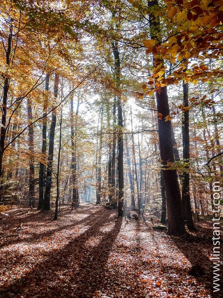 Les rayons du soleil traversent les feuillages de la forêt d'automne dans le massif des Vosges. Foret-318.jpg