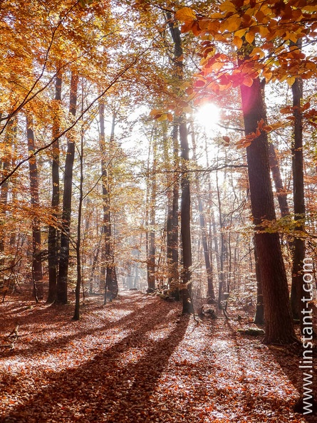 Les rayons du soleil traversent les feuillages de la forêt d'automne dans le massif des Vosges. Foret-319.jpg