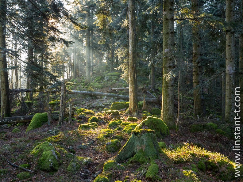 Les rayons du soleil percent à travers la forêt sur une crête des Vosges et tombent sur une vieille souche au premier plan. Foret-331.jpg
