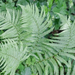 Forets