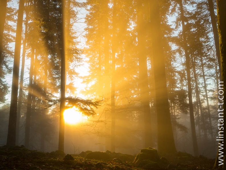 Les rayons du Soleil percent à travers la brume et les arbres au lever du jour. Sunrise-033.jpg