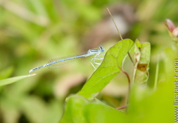 Agrion-002