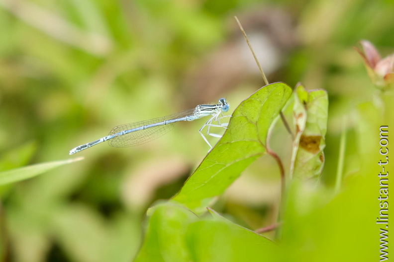 Agrion-002.jpg