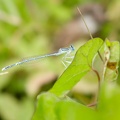 Agrion-002.jpg