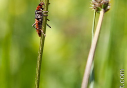 Cantharis-003