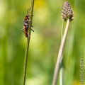 Cantharis-003.jpg