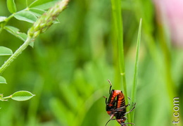 Cantharis-005
