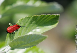 Cardinal-01