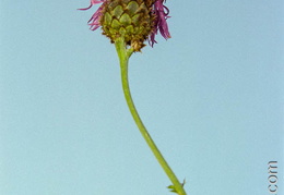 Centauree2