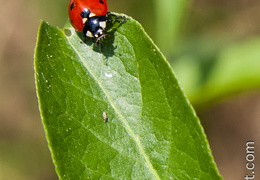 Coccinelle-006