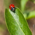 Coccinelle-006.jpg