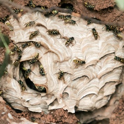Insectes