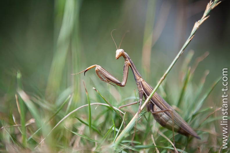 Une Mante religieuse brune dans l'herbe. Mante-004.jpg