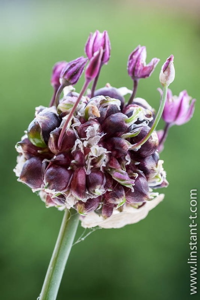 Inflorescence de ll'Allium vineale, plante herbacée bulbeuse de la famille des Amaryllidaceae (comme les Jonquilles et Perce-neiges) aux fleurs roses en ombelles. Les feuilles et les bulbilles s'utilisent en condiment comme l'ail cultivé. Une confusion avec d'autres espèces d'allium est sans danger, aucune n'est toxique. Ail-005.jpg